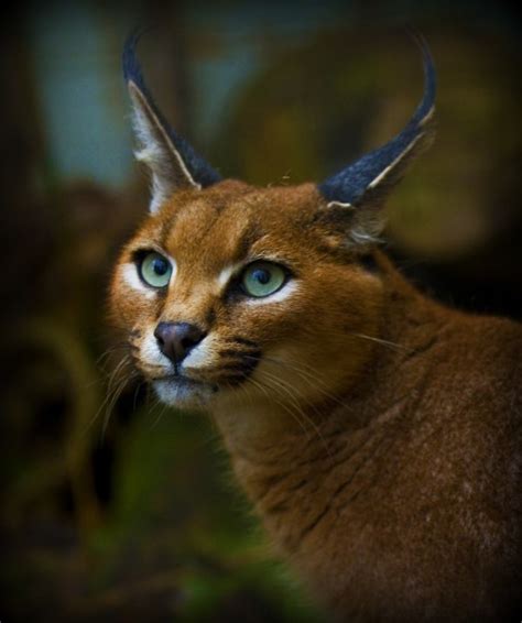 Is it Legal to have a Caracal Cat as a Pet? - Catman