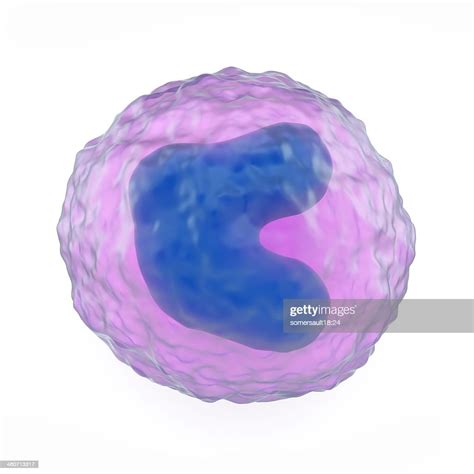 Monocyte White Blood Cell Artwork High Res Vector Graphic Getty Images