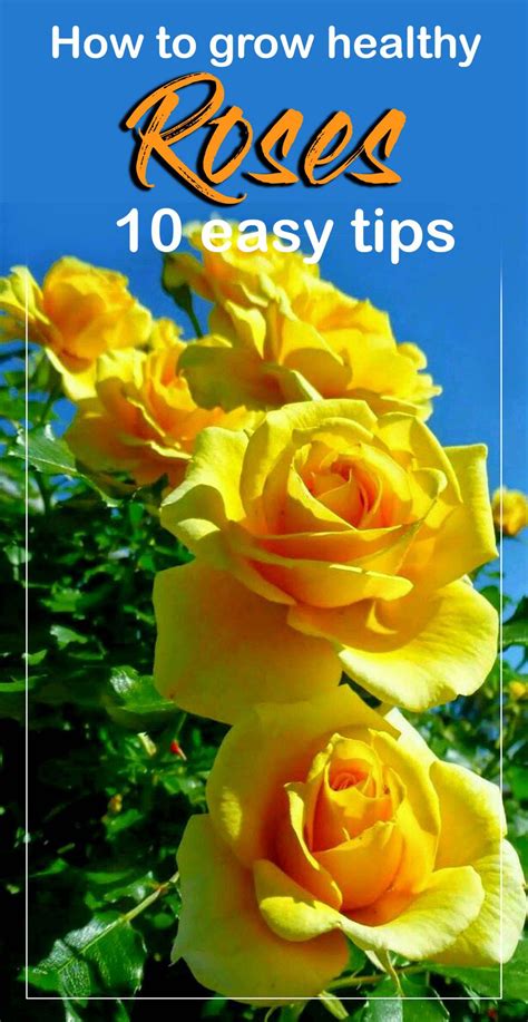Rose Gardening How To Grow Healthy Roses 10 Easy Tips Rose Plant