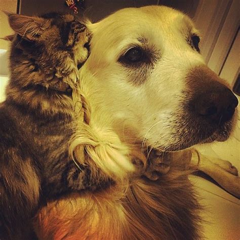 112 Pics Proving That Cats And Dogs Can Be Best Friends Dog Cat Dogs