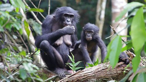 Two Bonobos Adopted Infants Outside Their Group Marking A First For Great Apes Primate Rescue