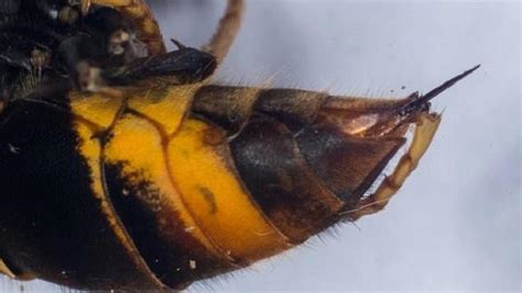 Peneliti Ungkap Perbedaan Sengatan Tawon Dengan Lebah Health Liputan6 Com