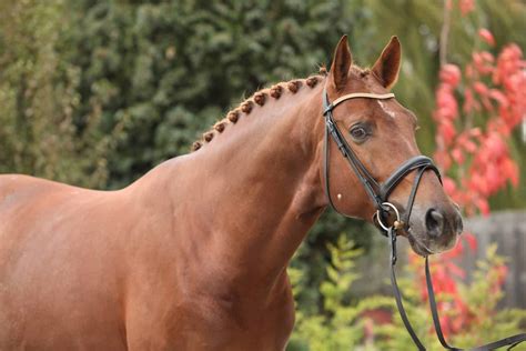 The Best Horse Breeds For Jumping