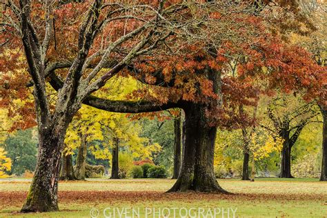 Oak And Maple Trees Given Photography