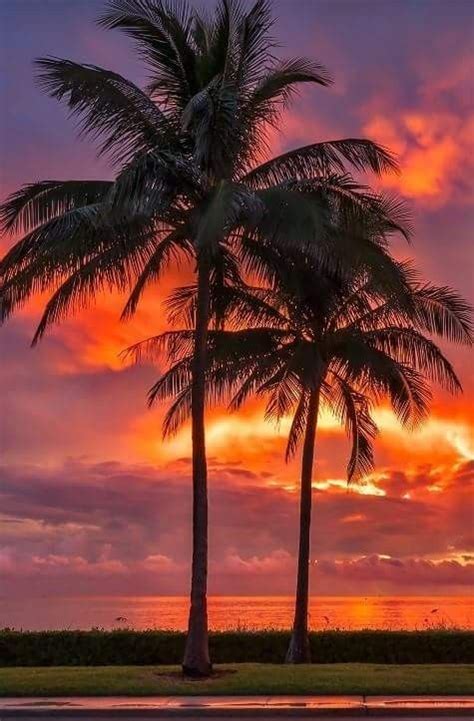Palm Trees In Glow Sunrise Photography Beautiful Sunset Nature