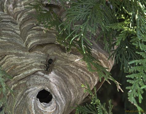 Honey Bees Nest In Ground The Life Of Bee