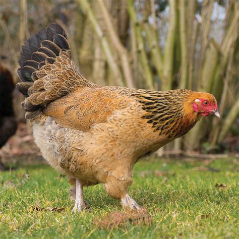 Gold Brahma Hens Hot Sex Picture