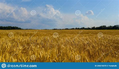Summer Wheat Field Under Blue Cloudy Sky Stock Photo Image Of Farm