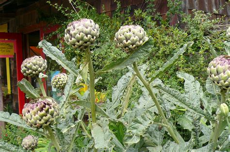 Artichoke Plant Recipes From Nashs Organic Produce