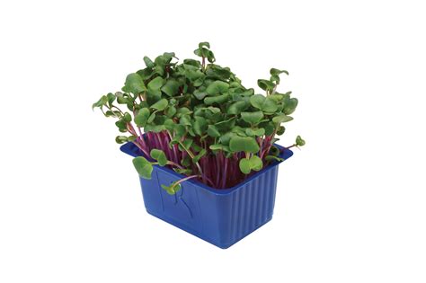 Chilli Cress Veggipedia