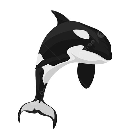 Orca Whale Clipart Free Clipart Images Clipartix Sexiz Pix