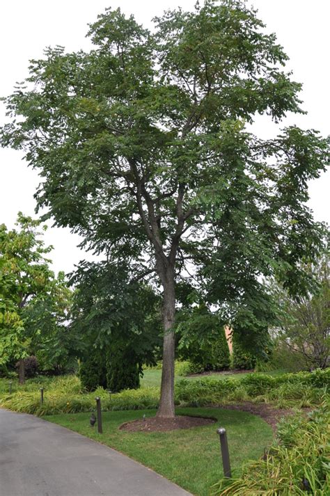 Kentucky coffeetree has the largest leaves of any tree found in eastern north america. Gymnocladus dioicus Crosswicks Male - The Site Gardener