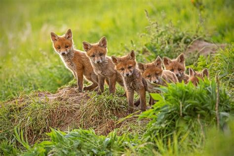 The List Of 24 What Is A Group Of Fox Called