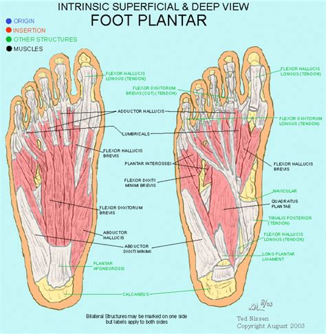 (a) the insertions of the flexor digitorum longus, flexor hallucis longus and little attention has been paid to the clinical assessment of intrinsic foot muscles in the musculoskeletal injury literature apart from few specific. Foot Plantar | Muscle