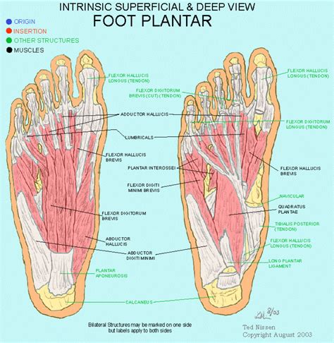 The muscles at the top of the foot fan out to supply the individual toes. Foot Plantar | Muscle, Muscle anatomy, Muscle groups