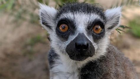 A Teenager Stole An Endangered Lemur From A Zoo Now Hes Been