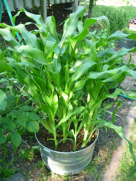 No problem, you can grow so many vegetables in a compost bag directly. My Homemade Iowa Life: Container vegetable gardening tips