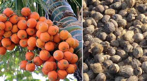 Types Of Palm Fruits With Pictures And Names Identification Guide