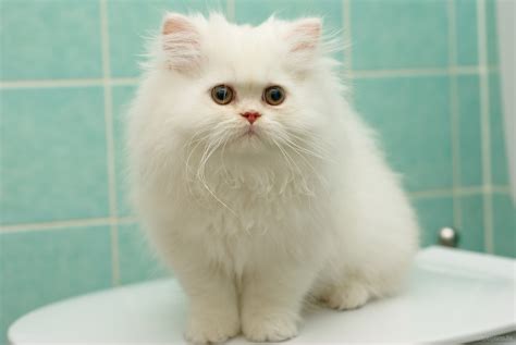 Small White Cat In The Bathroom Wallpapers And Images Wallpapers Pictures Photos