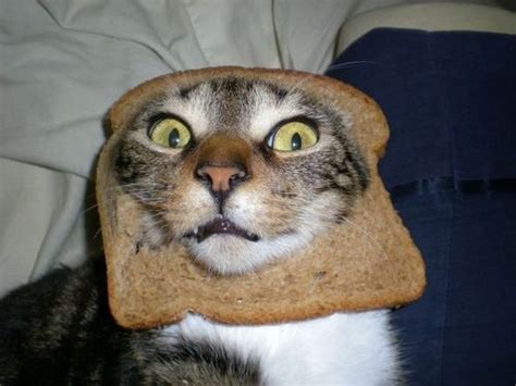 They do not need to eat sugar or carbohydrates (that turn to sugar), thus there is no reason for them to have a taste for it. Can Cats Eat Toast? | Cats Are On Top