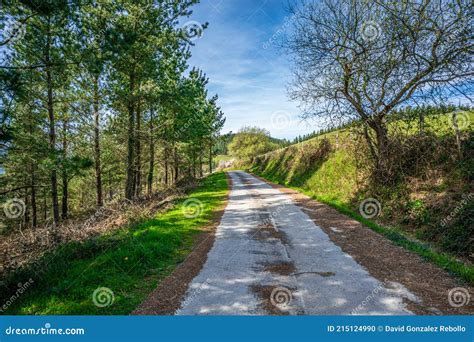 Country Road With Trees On Both Sides Stock Photo Image Of Journey