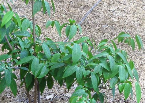 Photo Of The Leaves Of Fragrant Wintersweet Tree Chimonanthus Praecox