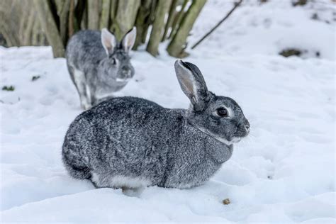 Can Rabbits Survive In Cold Weather Whyrabbitscom