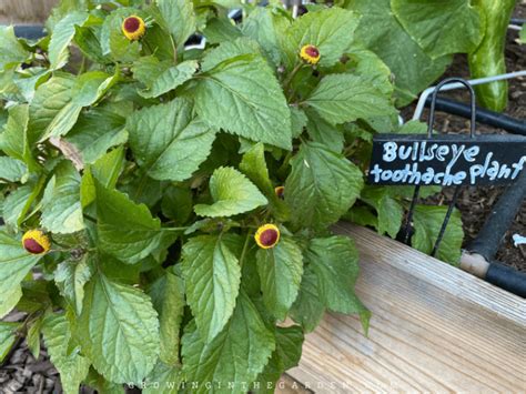 How To Grow Toothache Plant 5 Tips For Growing Spilanthes Growing In