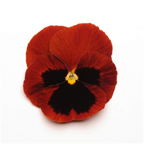 Pansy Matrix Red Blotch From Saunders Brothers Inc