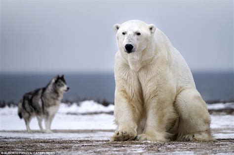 Pics Photos Dog Polar Bear
