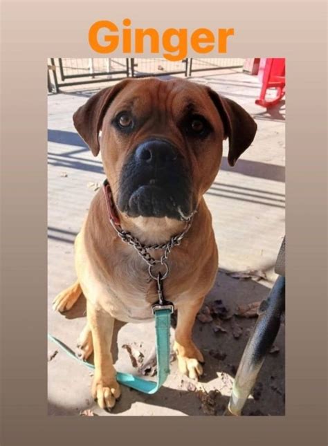 Dog For Adoption Ginger A Boxer And Black Mouth Cur Mix In New Tripoli
