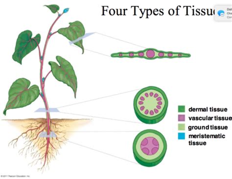 Types Of Plant Tissues Flashcards Quizlet