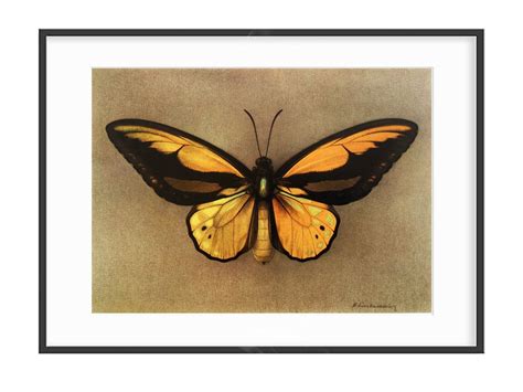Butterfly Wall Art Vintage Butterfly Print Golden Birdwing Etsy