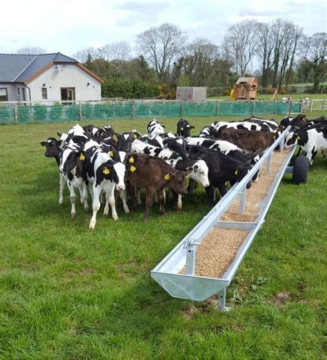 cattle feeding equipment supplier ni and ireland mackins newry