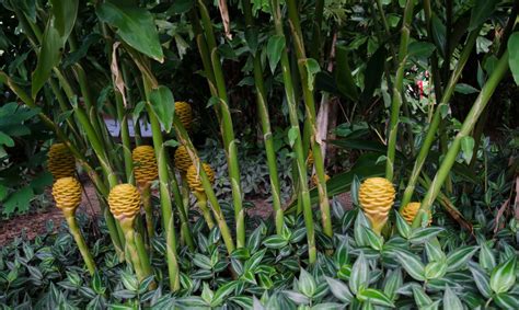 How To Grow And Care For Flowering Ginger