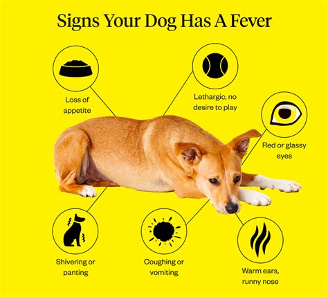 How To Tell Your Dog Has A Fever Dutch