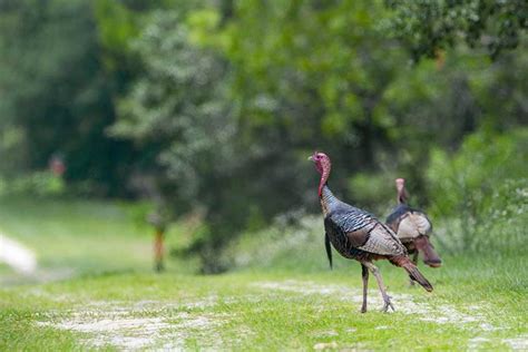 4 Best States For Bowhunting Turkeys