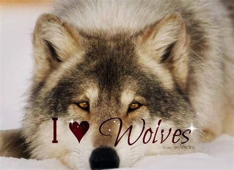 I Love Wolves Wolves Pinterest