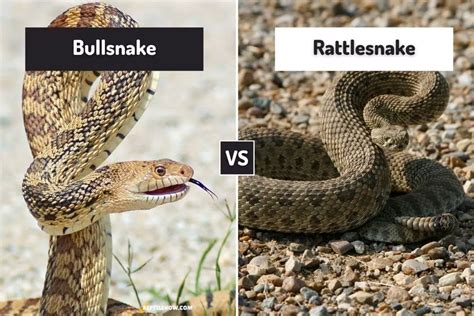 Bullsnake Vs Rattlesnake 6 Differences