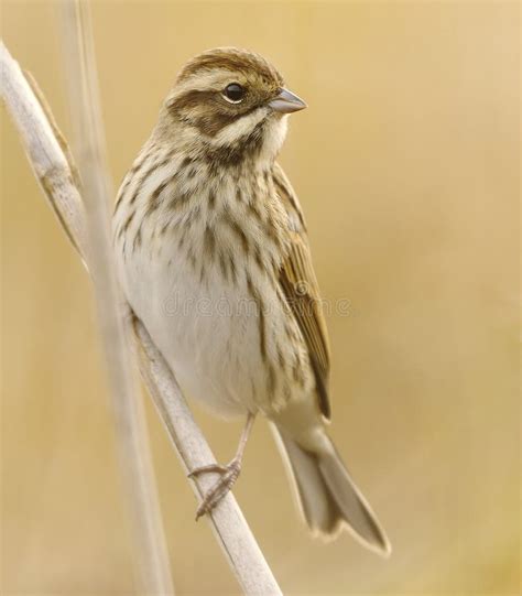Common Reed Bunting Emberiza Schoeniclus Sitting On A Reed Stock
