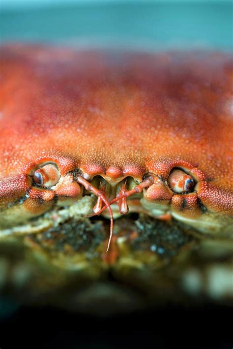 A Crab Close Up Of The Eyes And Mouth Photograph By Jamie Watson Fine Art America