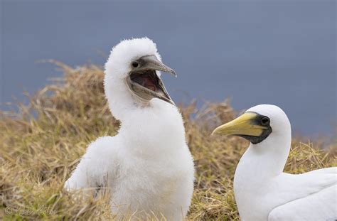 Masked Booby And Hungry Chick Norfolk Island PJDphotos Flickr