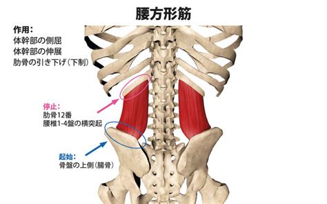 The superficial back muscles are the muscles found just under the skin. 腰方形筋のストレッチ方法【身体の歪みや腰痛の改善に取り入れよう】 | Sharezパーソナルトレーナー養成スクール