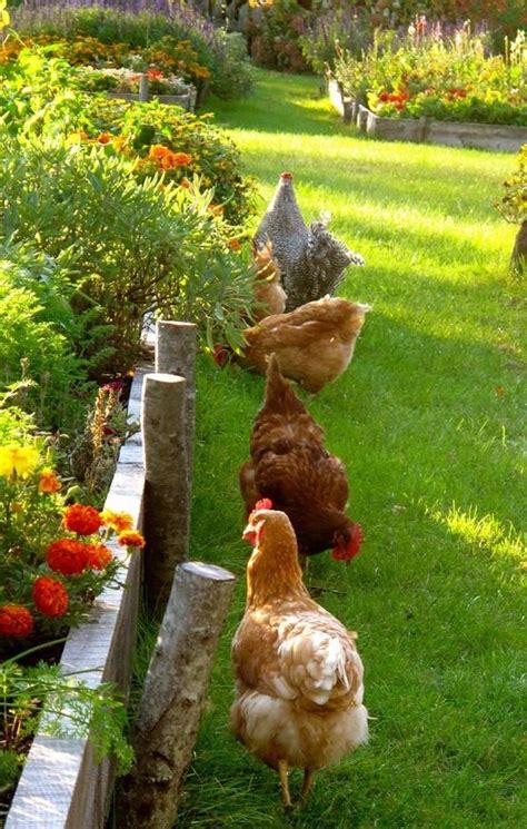 Country Living Chickens Free Range Farm Chickens Backyard