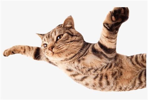 Cat Flying800png Funny Cats White Background Transparent Png