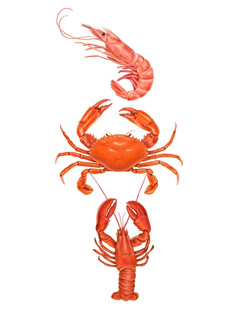Seafood Illustrations On Behance Food Fresh Shell Restaurant
