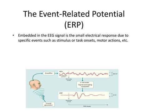 Ppt The Event Related Potential Erp Powerpoint Presentation Free
