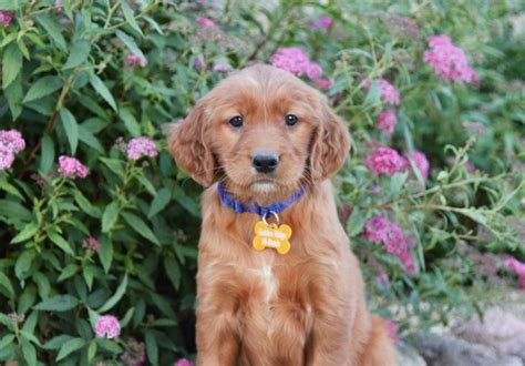 Registered irish setter puppies and hybrid golden irish puppies. Golden Ridge Hi-Breds - Golden Irish puppies for Sale by Golden Ridge Hi-Breds