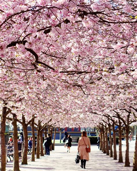 Enjoy Cherry Blossom In Europe