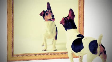 Epic Funny Cats And Dogs Vs Mirrors Youtube